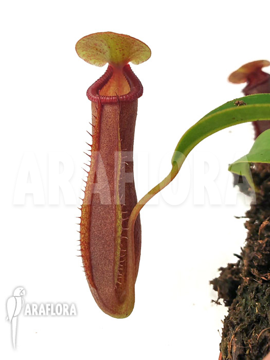 Nepenthes x singalana x ventricosa ‘Starter’