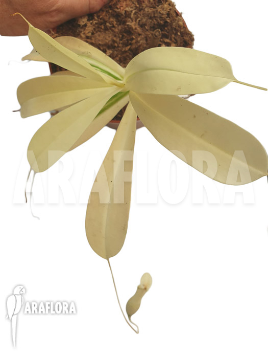 Nepenthes x ventrata ‘snowking’