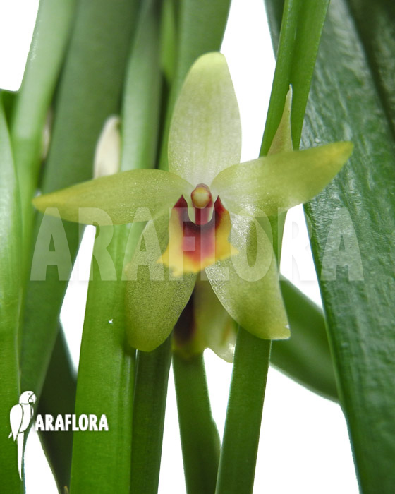 Octomeria grandiflora