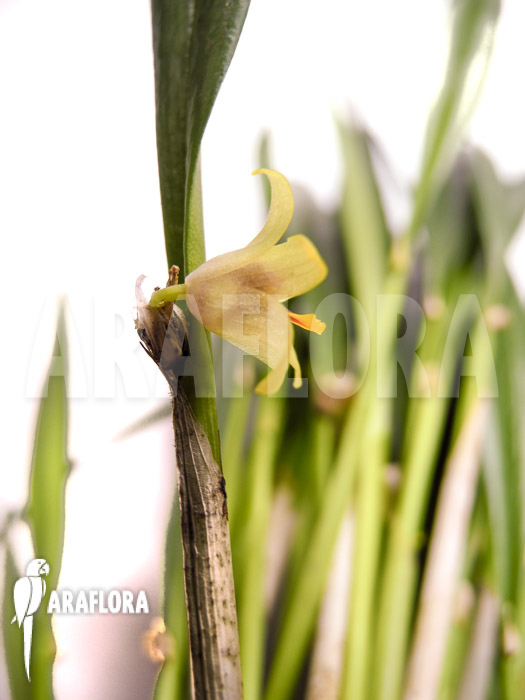 Octomeria grandiflora
