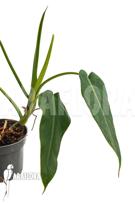 Philodendron brenesii