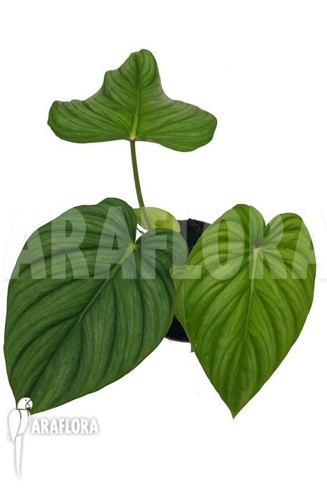 Philodendron pastazanum