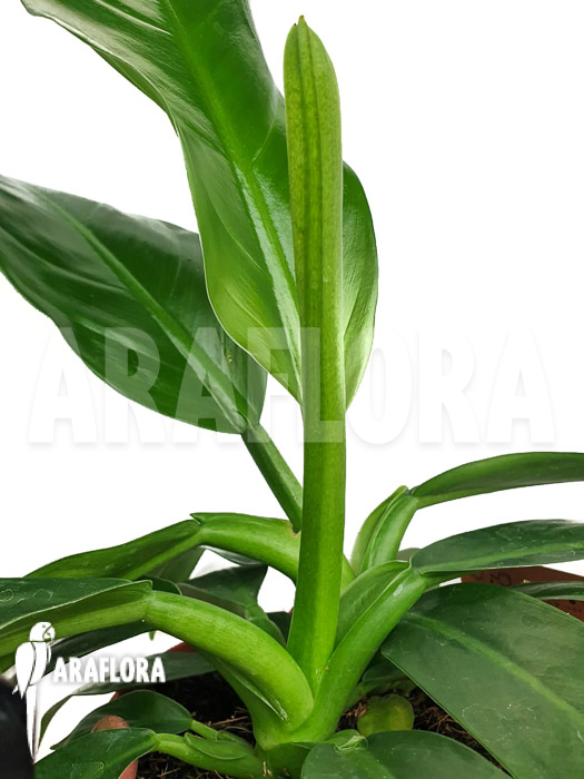 Philodendron pendulatum