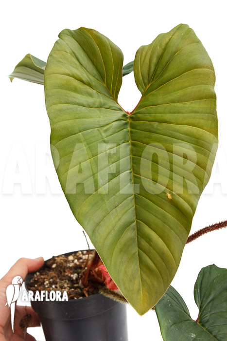 Philodendron squamicaule ‘Red’