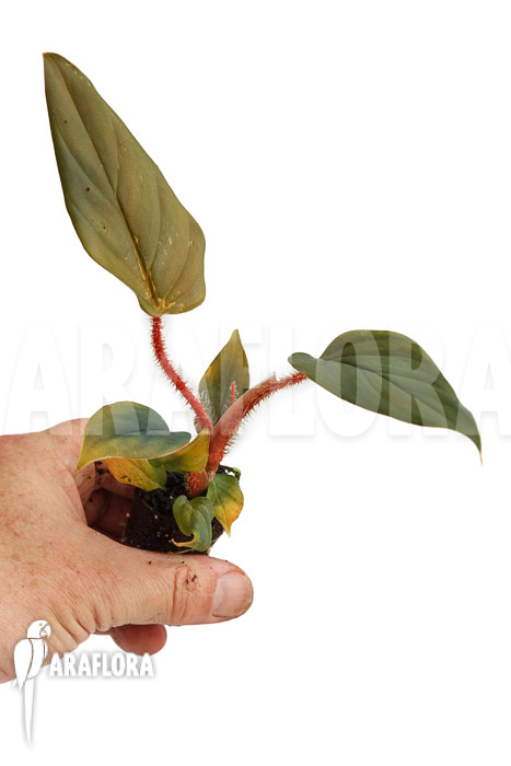 Philodendron squamicaule ‘Red’ ‘Plug’