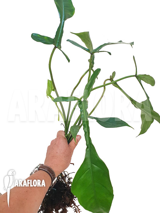 Philodendron x ‘joepii’