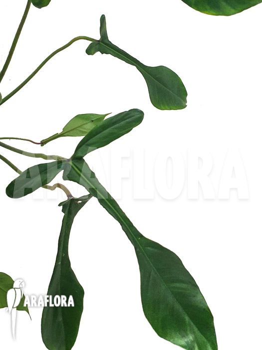 Philodendron x ‘joepii’