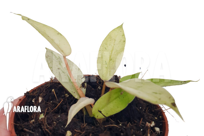 Philodendron x ‘snowdrift’