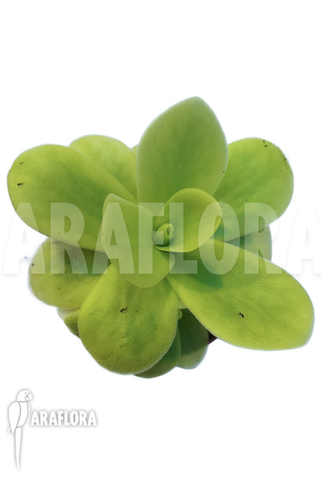 Pinguicula gigantea B