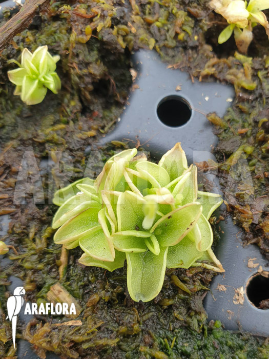 Pinguicula pumila ‘Yellow’