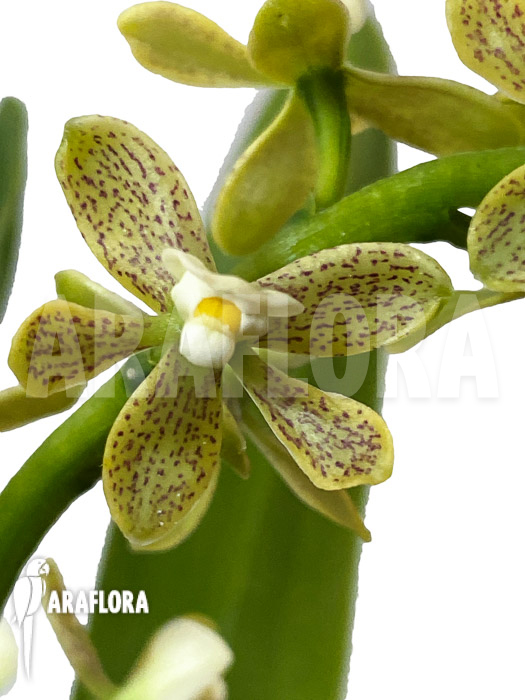 Prosthechea vespa