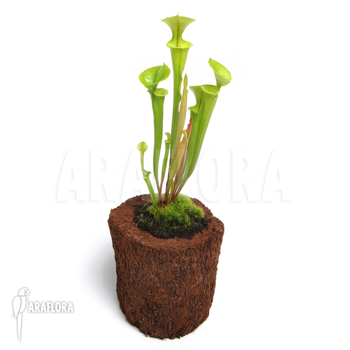 Sarracenia flava ‘M’