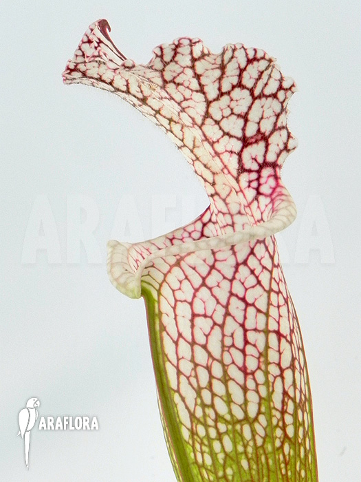 Sarracenia leucophylla ‘Z10029’