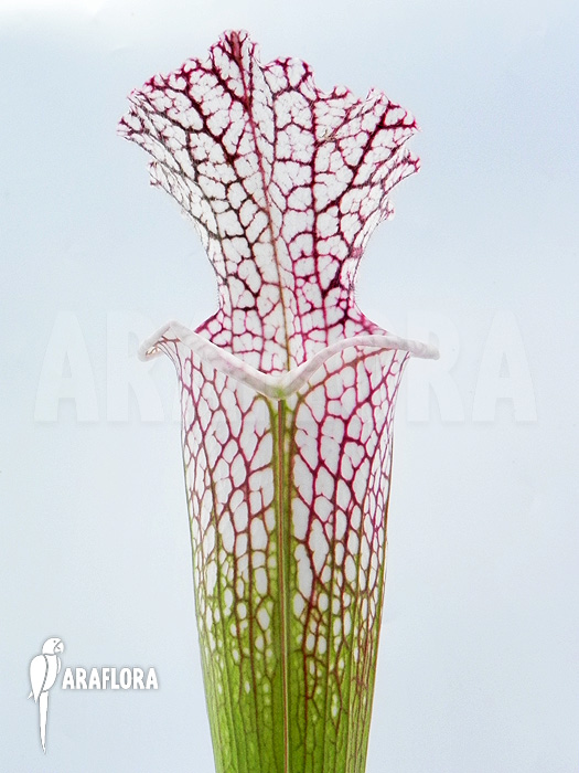 Sarracenia leucophylla ‘Z10029’