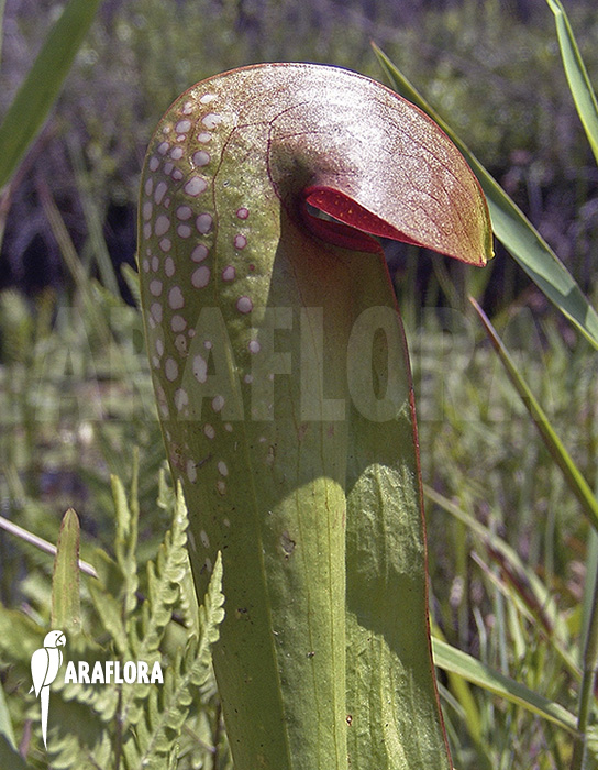 Sarracenia minor ‘990028’