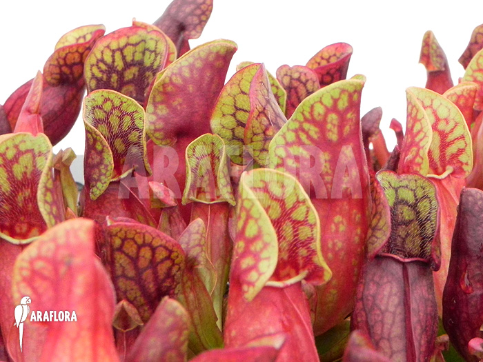 Sarracenia purpurea var. purpurea ‘S’