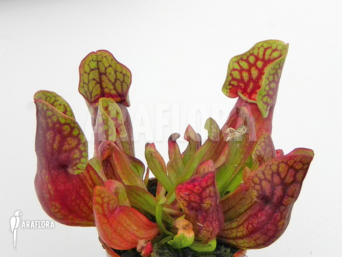 Sarracenia purpurea var. purpurea ‘S’