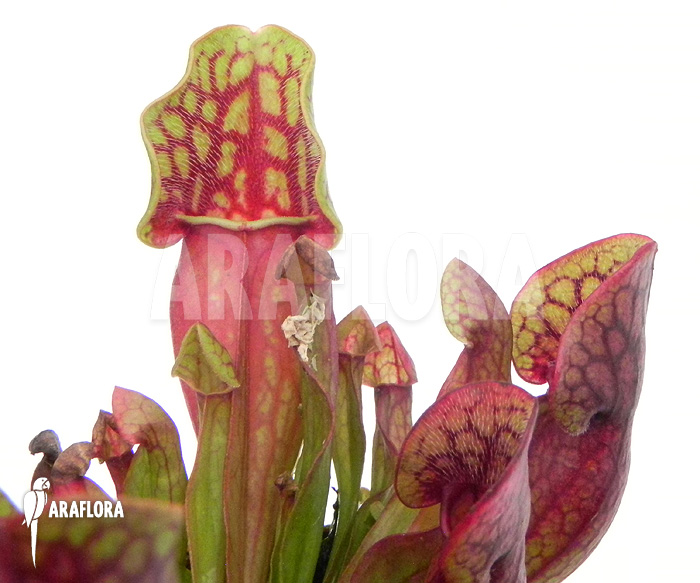 Sarracenia purpurea var. purpurea ‘S’