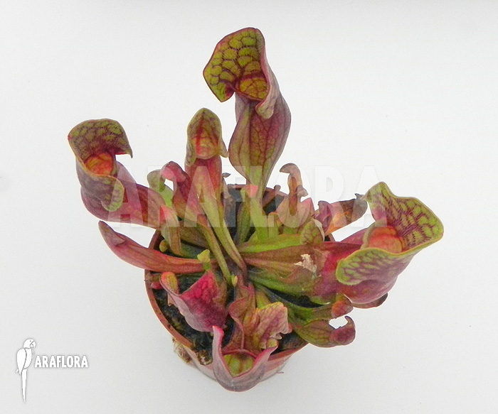 Sarracenia purpurea var. purpurea ‘S’