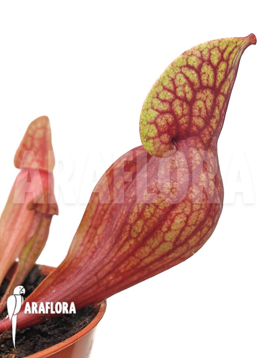 Sarracenia x Hans ‘M’