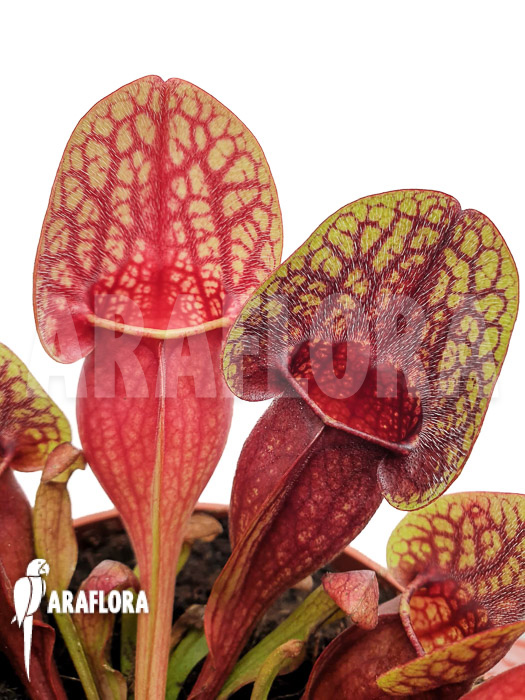 Sarracenia x Hans ‘XL’