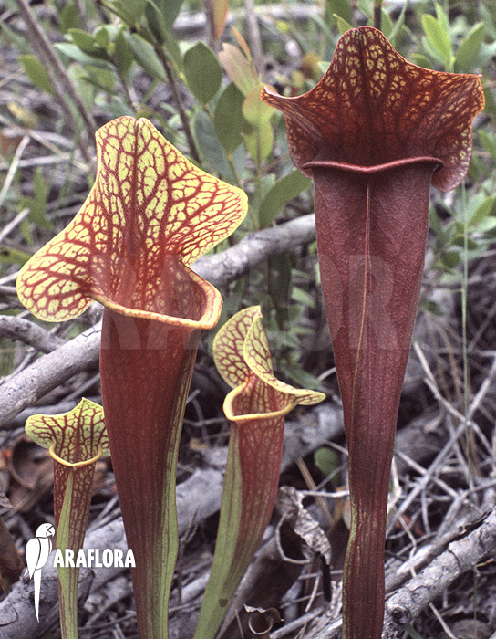 Sarracenia-x-catesbaei-M-1