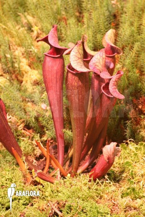 Sarracenia x catesbaei ‘XL’