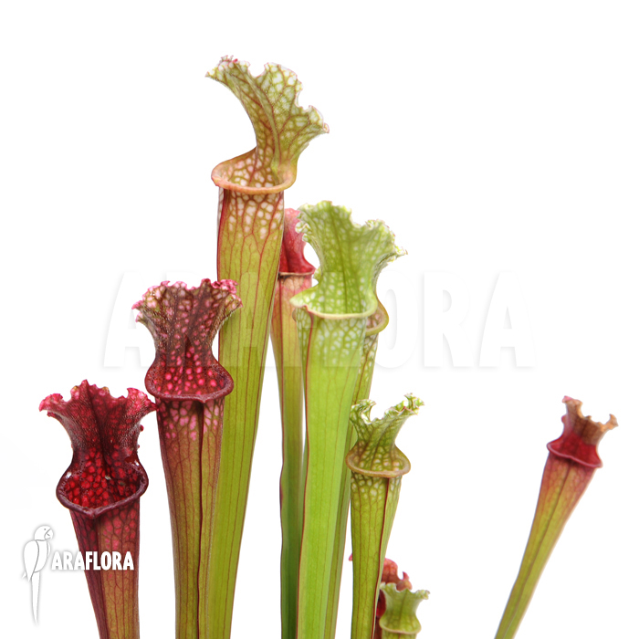 Sarracenia x farnhamii ‘M’
