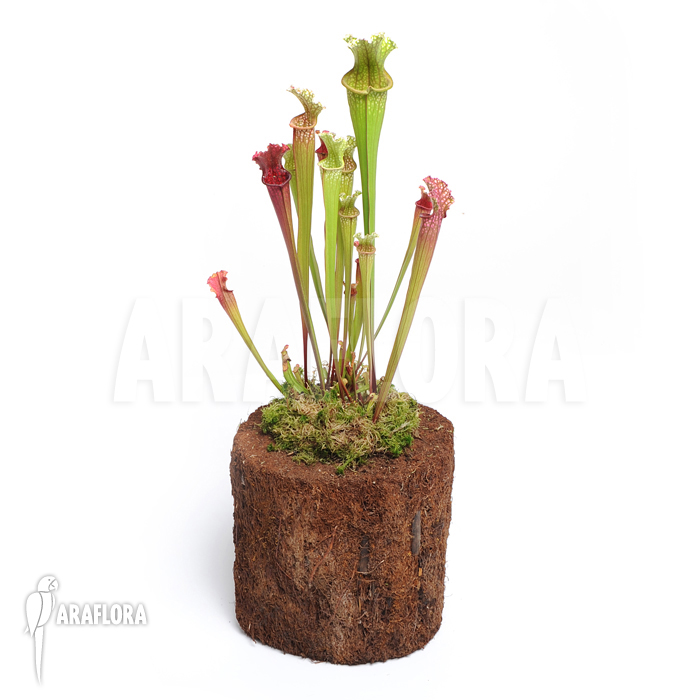 Sarracenia x farnhamii ‘M’