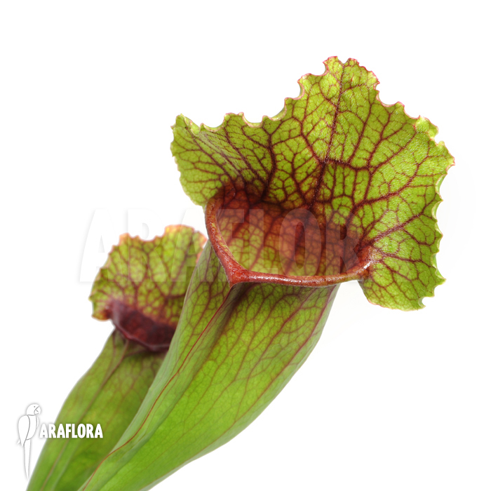 Sarracenia x leucophylla x mitchelliana ‘L’
