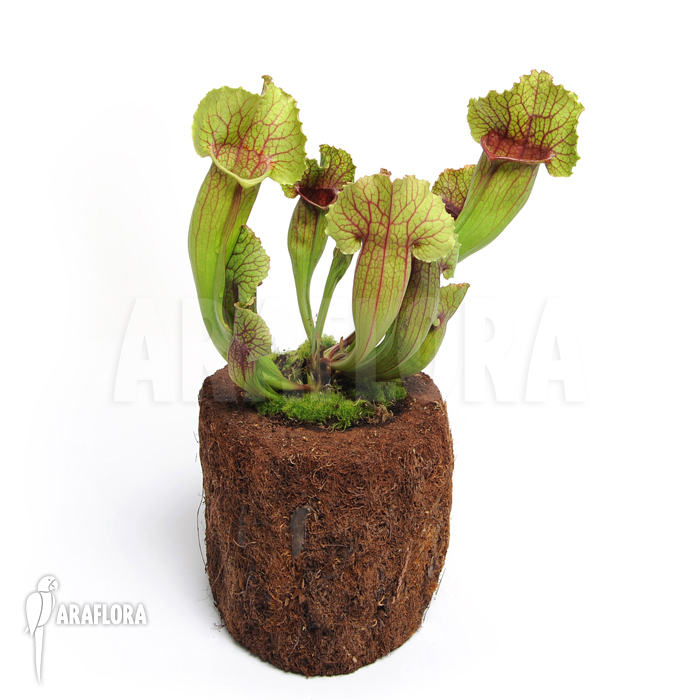 Sarracenia x leucophylla x mitchelliana ‘L’