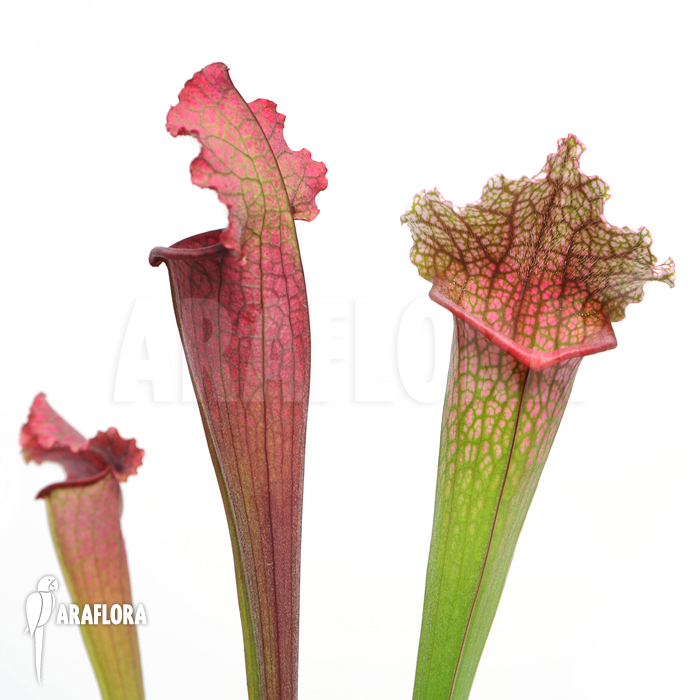 Sarracenia x ‘juthatip Soper’ ‘XL’