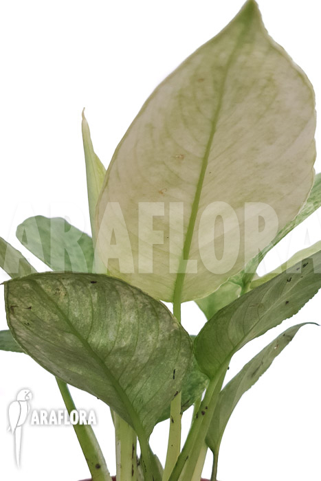 Schismatoglottis longispatha variegata