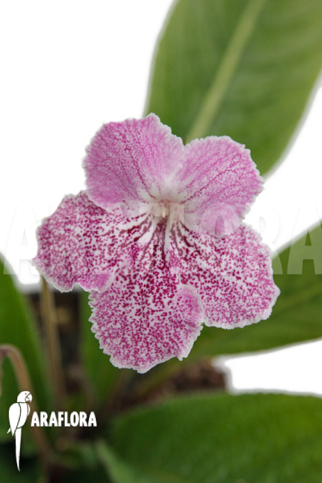 Streptocarpus hybrid Pink-speckled