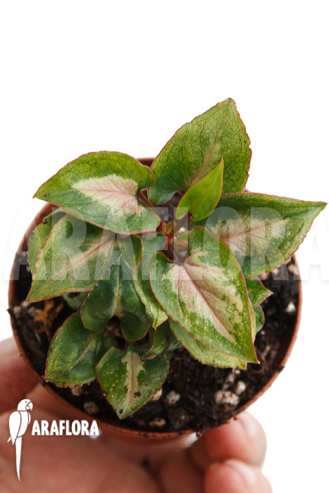 Syngonium Mickey ‘M’
