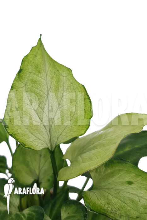 Syngonium ‘Mouse ears’