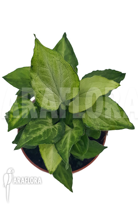 Syngonium ‘Mouse ears’