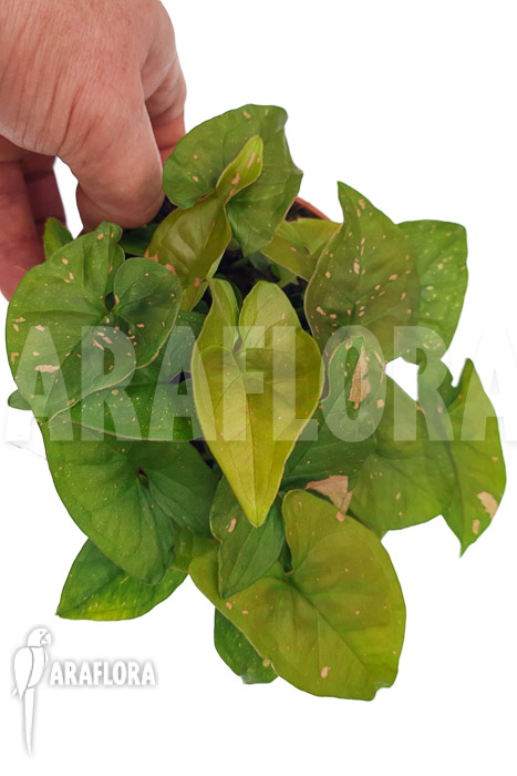 Syngonium ‘Pink splash’