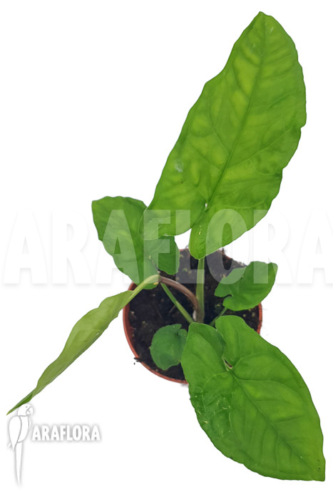 Syngonium steyermarkii