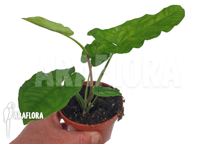 Syngonium steyermarkii