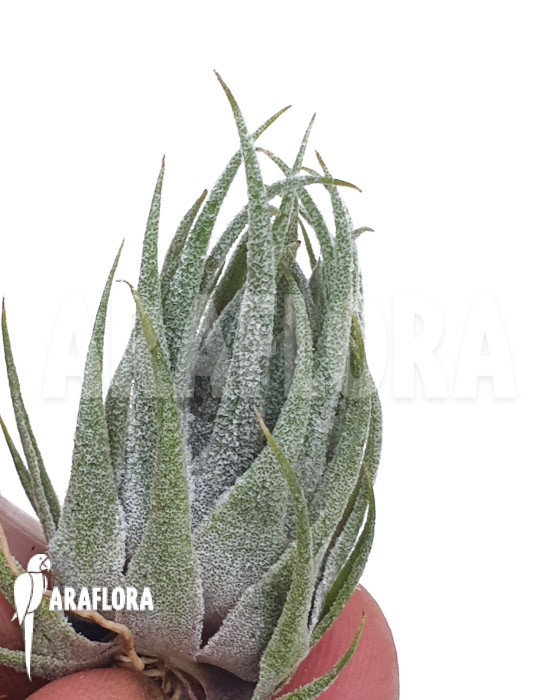 Tillandsia kautskyi ‘M’