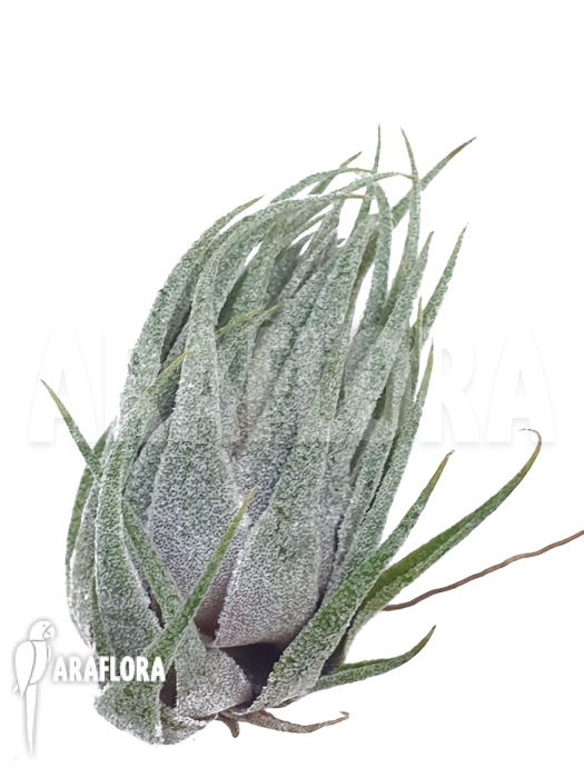 Tillandsia kautskyi ‘M’