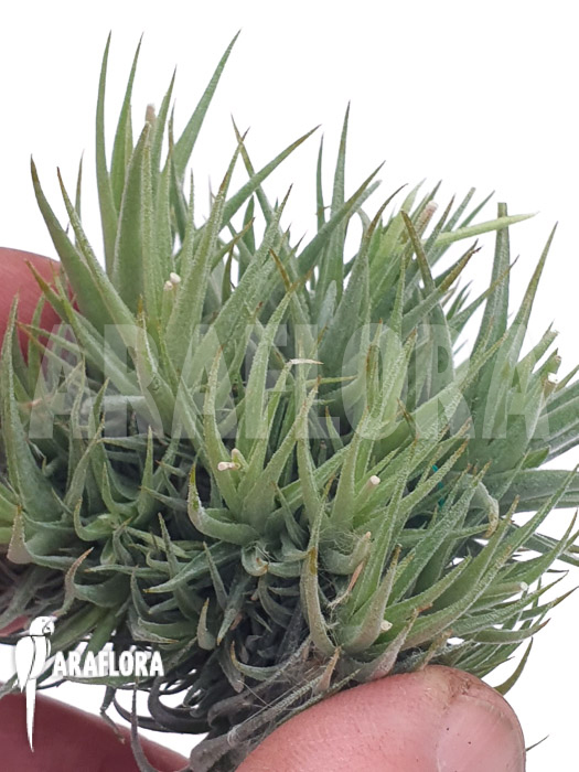 Tillandsia loliacea clumb
