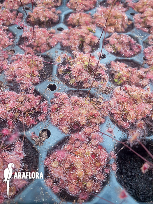 Drosera gracilis