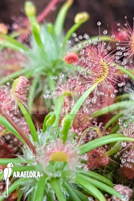 Drosera palacea (true type)