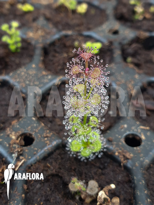 Drosera platypoda