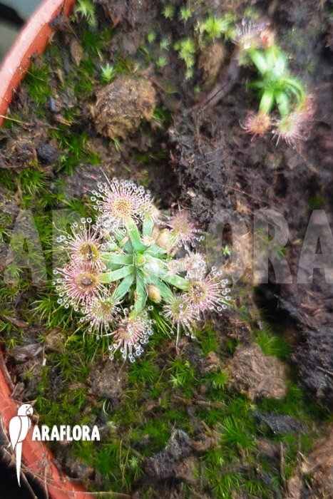 Drosera platystigma (Jarrahwood)