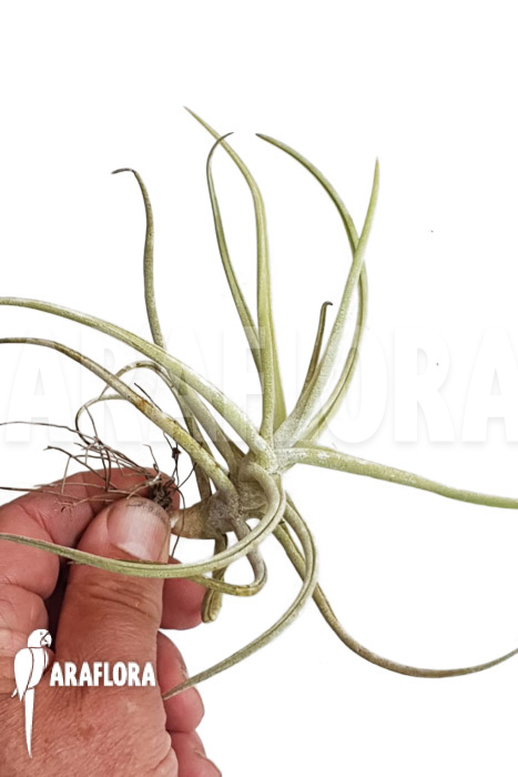 Tillandsia duratii ‘M’