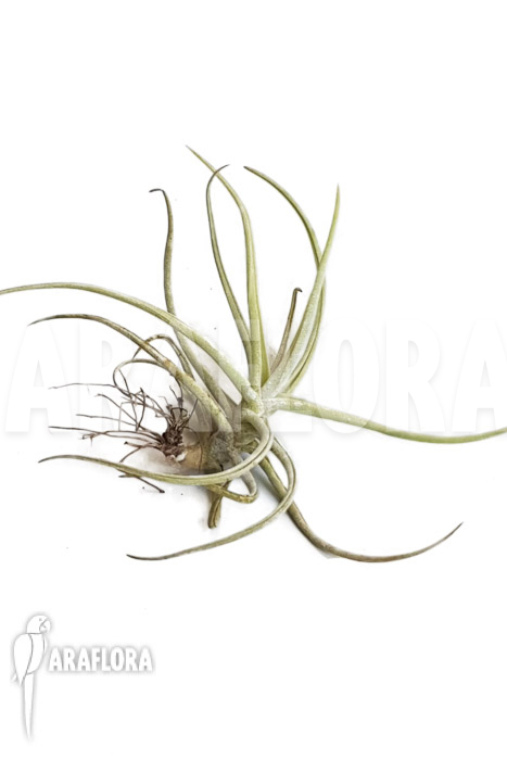 Tillandsia duratii ‘M’