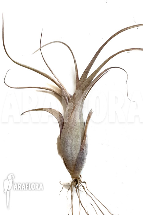 Tillandsia flexuosa Suriname ‘S’